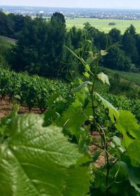 La Haute Saône : une région viticole Naissance et renaissance du vignoble